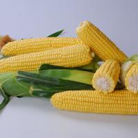 Crookham_SweetCorn_Talladega