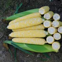 Crookham SweetCorn_B672