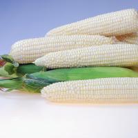 W757 Crookham SweetCorn Processor