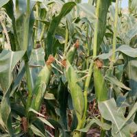 Bratella Crookham Sweet Corn Processor