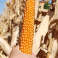 R400MR Crookham Robust Popcorn