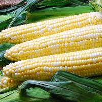 Solstice Crookham Sweet Corn_Fresh Market