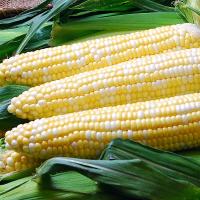 Solstice Nirvana Series Crookham Sweet Corn Seed_Fresh Market
