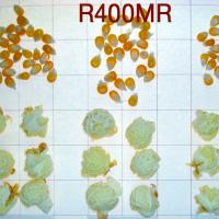 R400MR Crookham Robust Popcorn