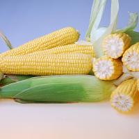 Bratella Crookham Sweet Corn Processor