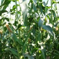Solstice Crookham Sweet Corn_Fresh Market