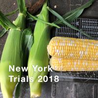 Solstice NewYork Crookham SweetCorn 