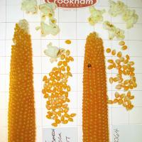 R265 Crookham Popcorn