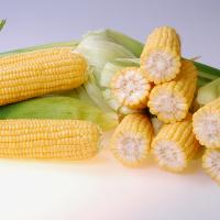 Salyna Crookham SweetCorn Processors