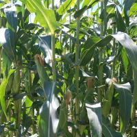 Salyna Crookham SweetCorn Processors