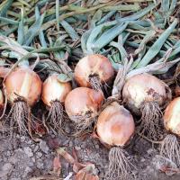 Scorpion Crookham Long Day Onions