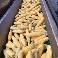 Amyla Crookham SweetCorn Processors