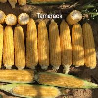 Amyla Crookham SweetCorn Processors