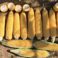 Amyla Crookham SweetCorn Processors