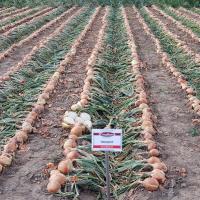Crookham Long Day Onion Seed Trident