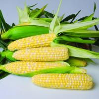 B411 Sweet Corn CrookhamCompany