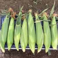 Nirvana Sweet Corn ears on crate Crookham Company