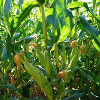 Bodacious RM Sweet Corn Crookham Company