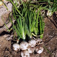 Brundage Long Day Onions Crookham Company