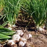 Brundage Long Day Onions Crookham Company