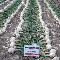 Brundage Long Day Onions Crookham Company