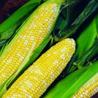 Delectable Sweet Corn Crookham Company