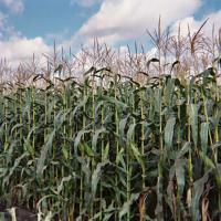 Royalty Sweet Corn Processors_Crookham Company