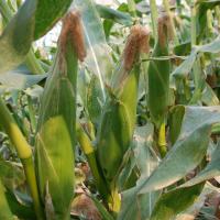 Royalty Sweet Corn Processors_Crookham Company