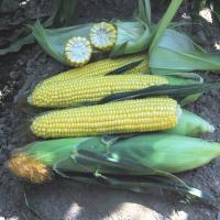 Talladega_SweetCorn_Crookham
