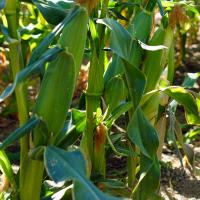 Trinity Sweet Corn Crookham Company