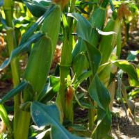 Trinity Sweet Corn Crookham Company