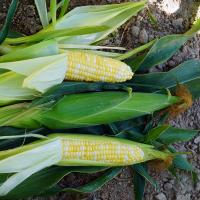 Trinity Sweet Corn Crookham Company