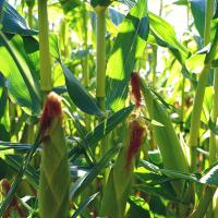 Argent Sweet Corn Seed Crookham Company