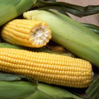 Crookham Sweet Corn Processors Marvel