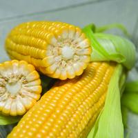 Crookham Sweet Corn Processors Marvel