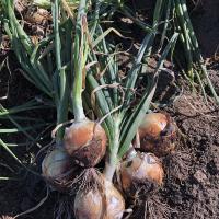 Scout Crookham Seed_Onions_Intermediate