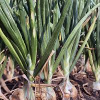 Scout Crookham Seed_Onions_Intermediate