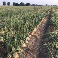 Scout Crookham Seed_Onions_Intermediate