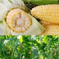 Daytona Sweet Corn Processors Crookham Seed Company