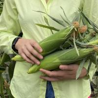 Eden RMN Crookham Sweet Corn