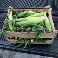 Everglades Florida_Sweet Corn Seed Crookham Company