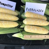 Everglades Florida_Sweet Corn Seed Crookham Company