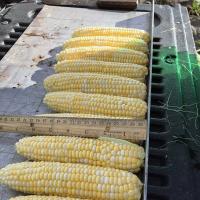 Everglades Florida_Sweet Corn Seed Crookham Company