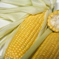 Fortitude Sweet Corn Processor Crookham Seed Company