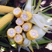 Fortitude Sweet Corn Processor Crookham Seed Company