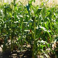 Fortitude Full Plant Shot Sweet Corn Processor Crookham Seed Company