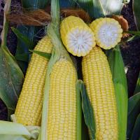 Fortitude Sweet Corn Processor Crookham Seed Company