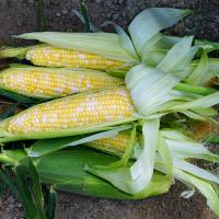 Kristine Sweet Corn Crookham Company Seed Ears of Corn in Field