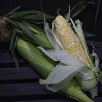 Kristine Sweet Corn Ears in Crate Crookham Company Seed