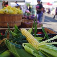 Nirvana The Nirvana Series Sweet Corn Seed Crookham Company